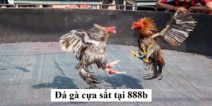 đá gà cựa sắt 888b