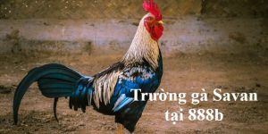 trường gà savan 888b