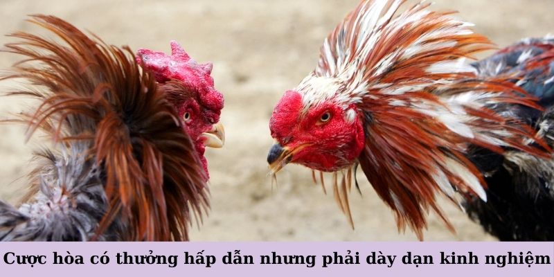 Cược hòa có thưởng hấp dẫn nhưng đòi hỏi người chơi dày dạn kinh nghiệm