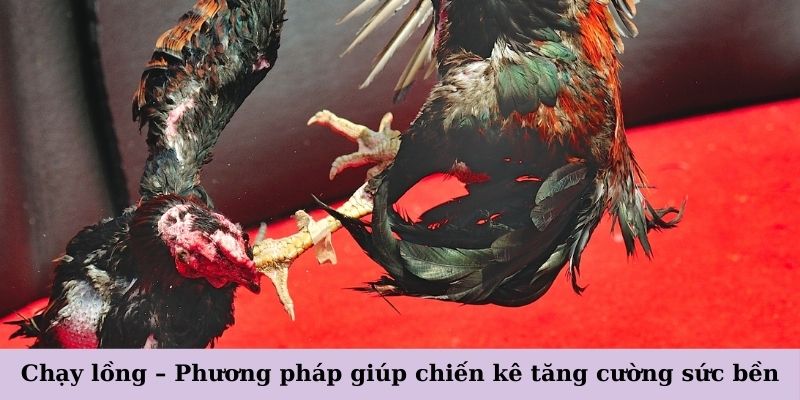 Đặt cược vào chiến kê yêu thích trước khi trận đấu bắt đầu, với nhiều lựa chọn