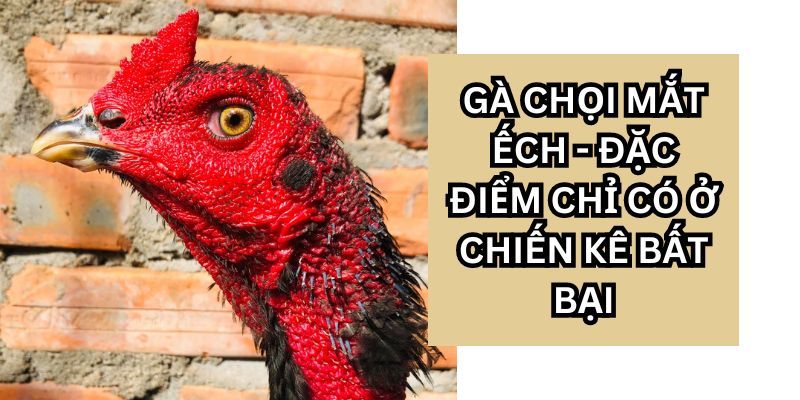 Các nét riêng biệt về loại gà chọi mắt ếch 